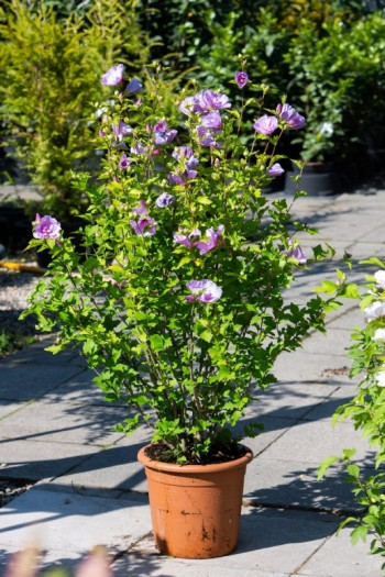 Гібіскус сирійський Лавандовий Шифон | Hibiscus syriacus Lavender Chiffon | Гибискус сирийский Лавандовый Шифон
